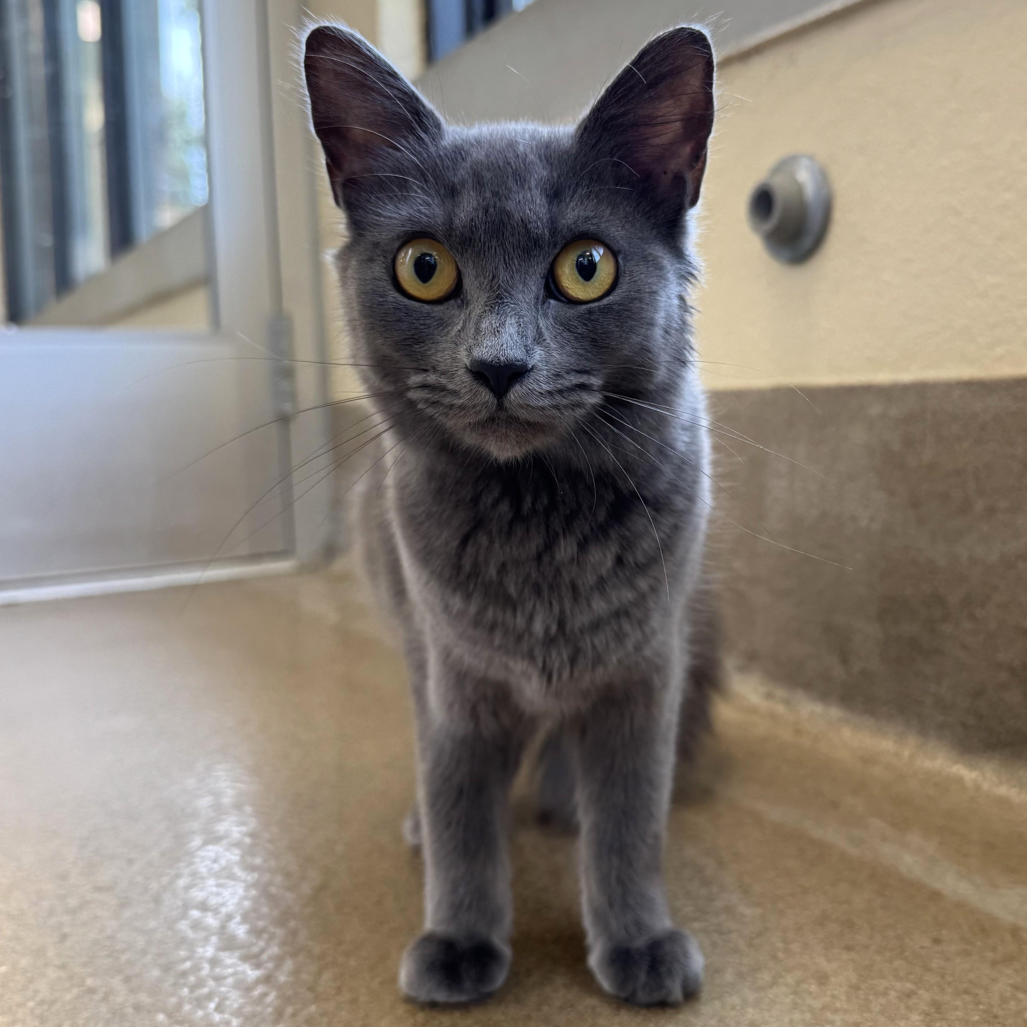 Enlarge Princess Beyoncé, a Adoptable Domestic Short Hair in Eatontown, NJ image 6/6
