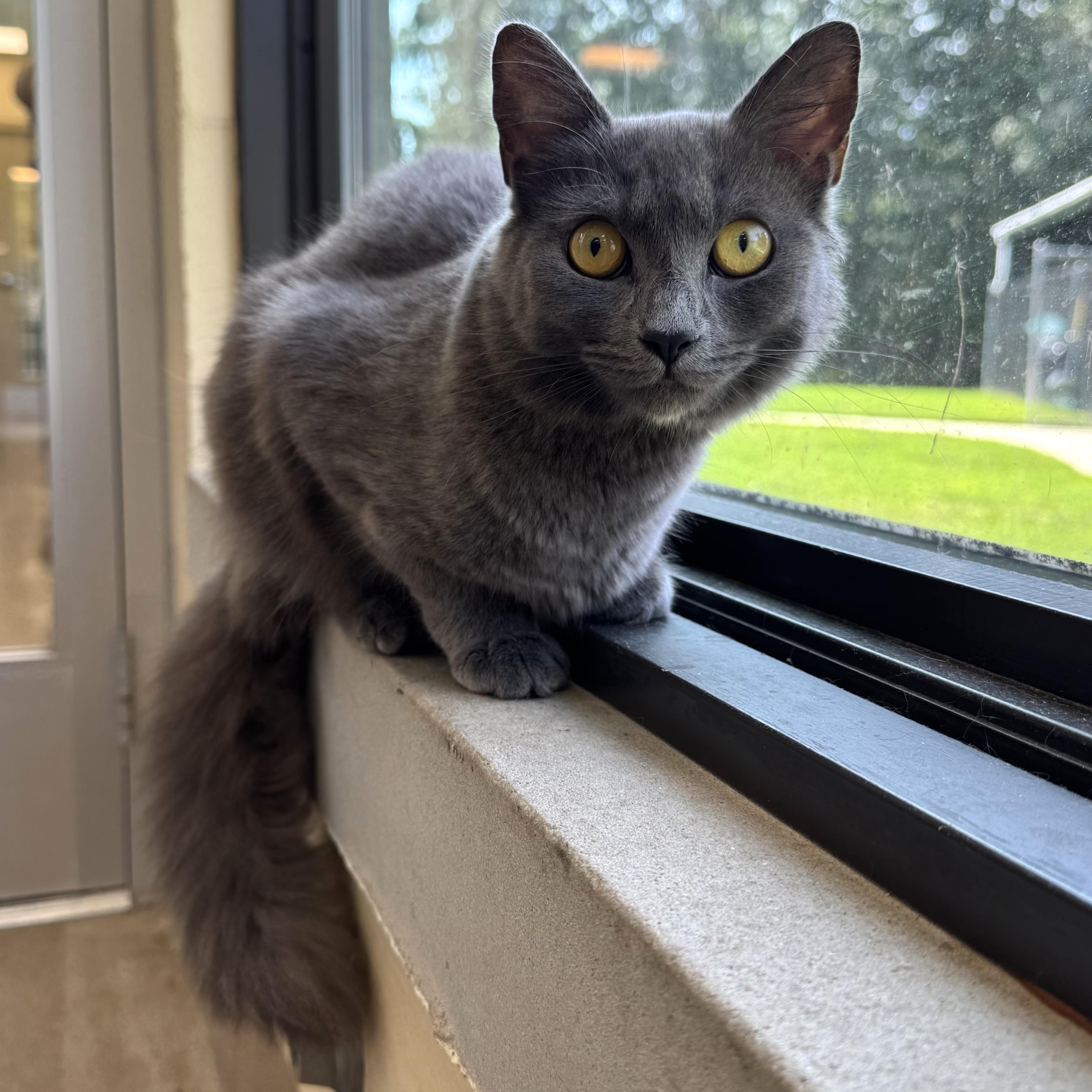 Enlarge Princess Beyoncé, a Adoptable Domestic Short Hair in Eatontown, NJ image 2/6