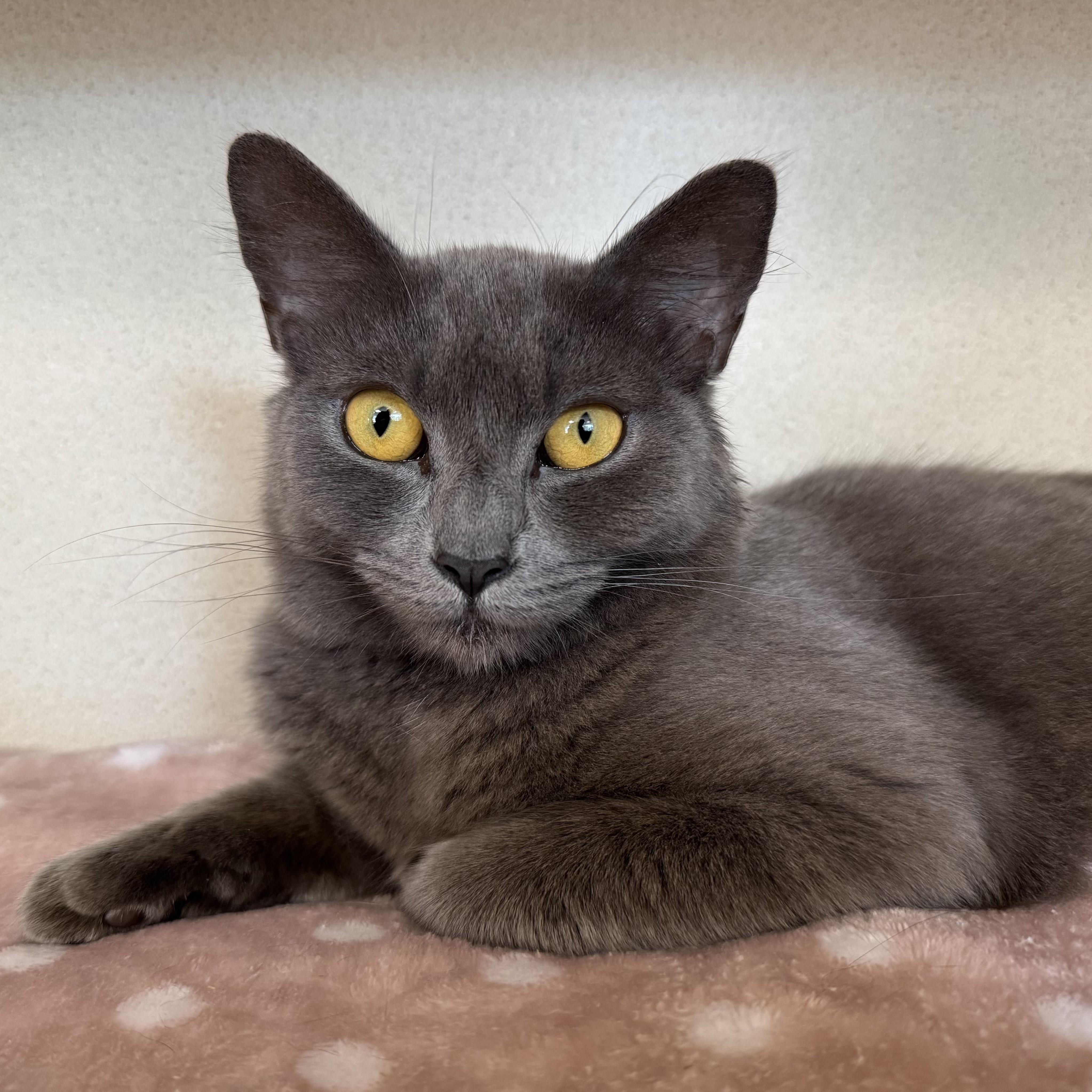 Enlarge Princess Beyoncé, a Adoptable Domestic Short Hair in Eatontown, NJ image 3/6