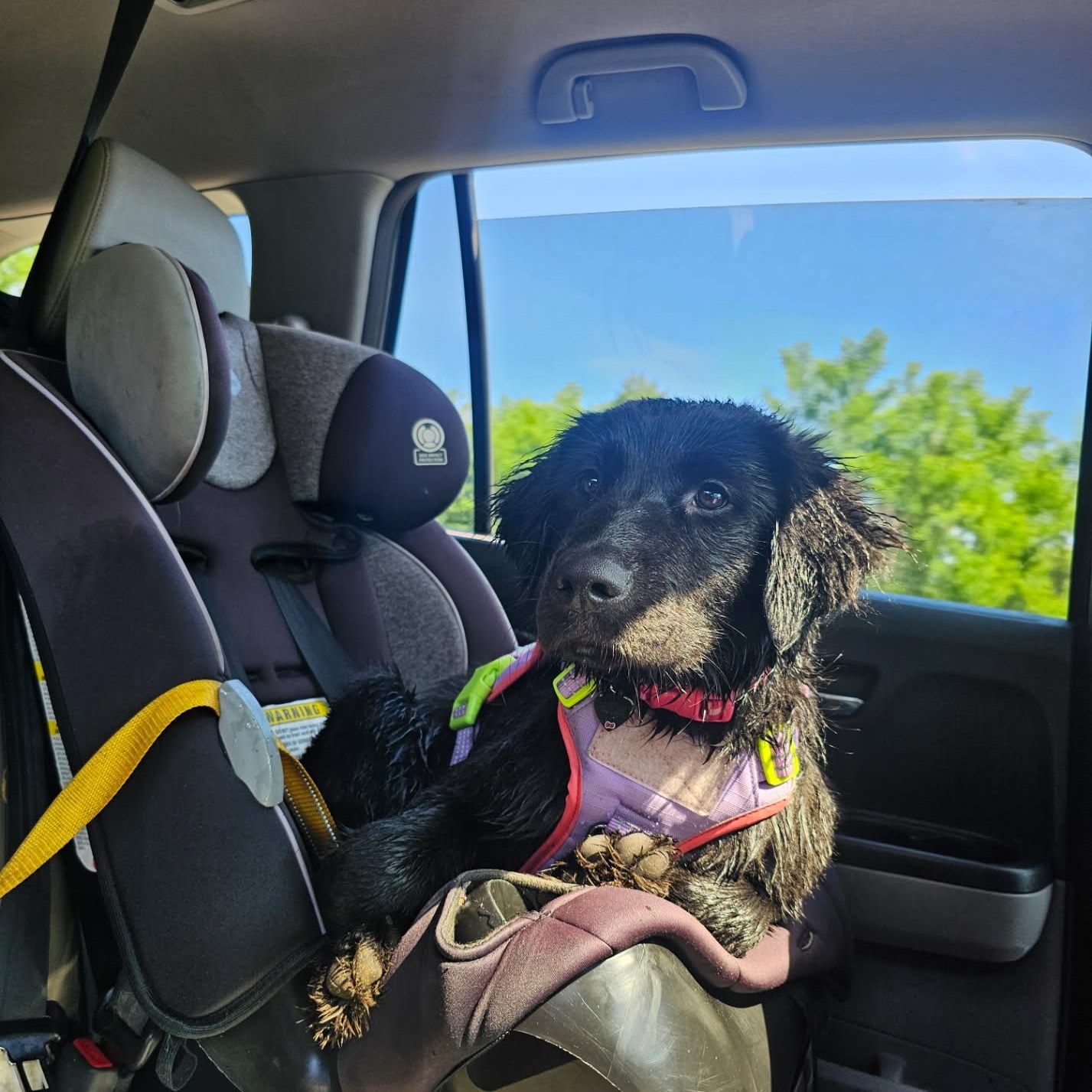 Kokua, a ADOPTABLE mixed breed in Chesapeake Beach, MD image 5/6