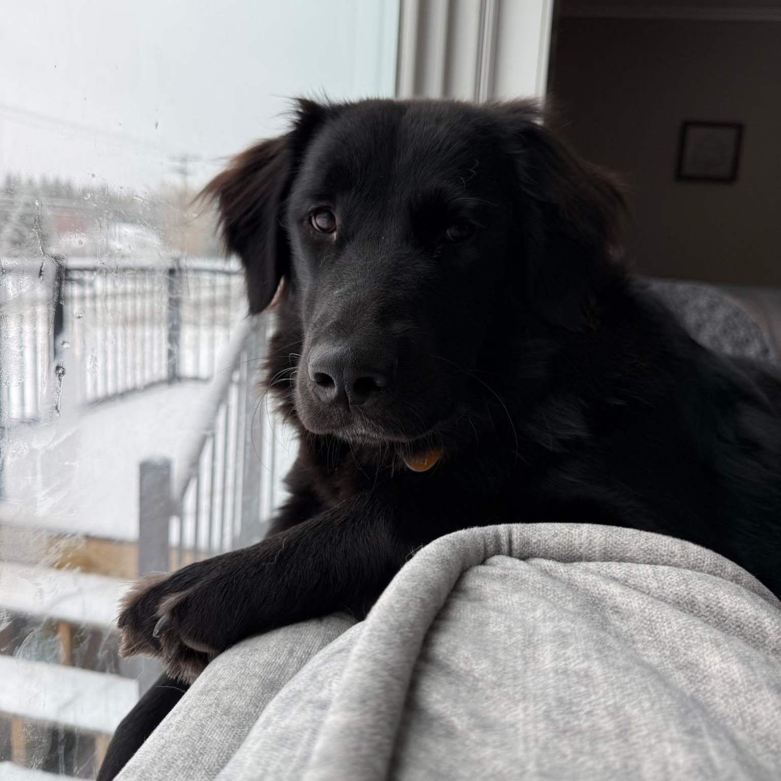 Enlarge Remi, a Adopted mixed breed in Chesapeake Beach, MD image 3/6
