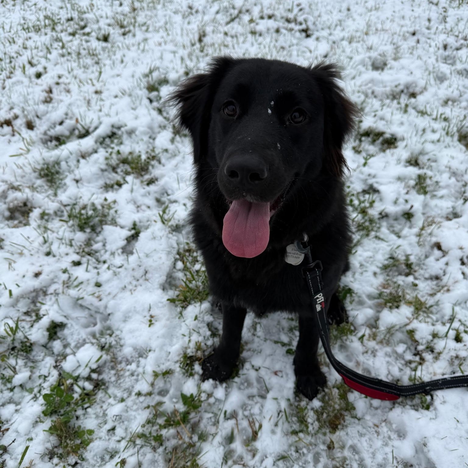 Remi, Adopted, Young Female Golden Retriever & Black Labrador Retriever.