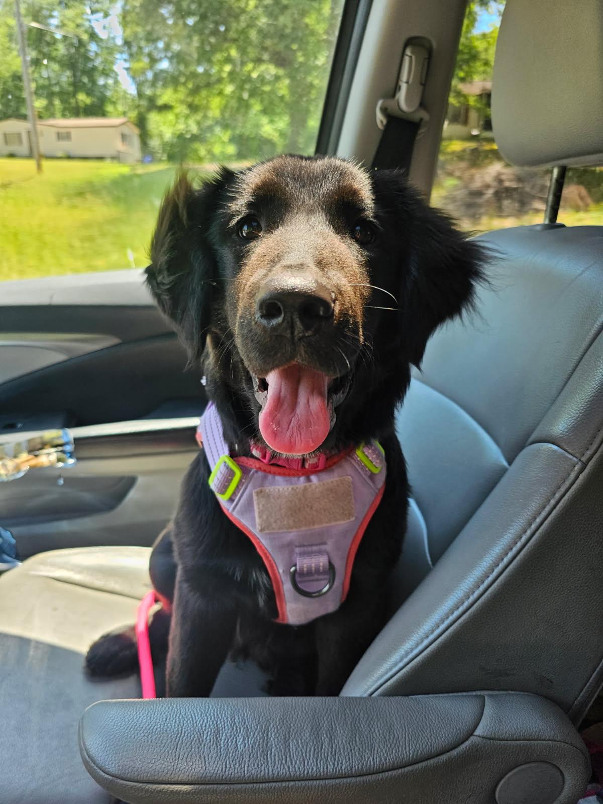 Kokua, a ADOPTABLE mixed breed in Chesapeake Beach, MD image 4/6