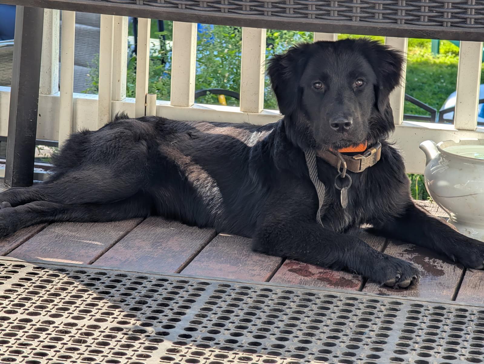 Kokua, ADOPTABLE, Puppy Female Golden Retriever & Black Labrador Retriever.