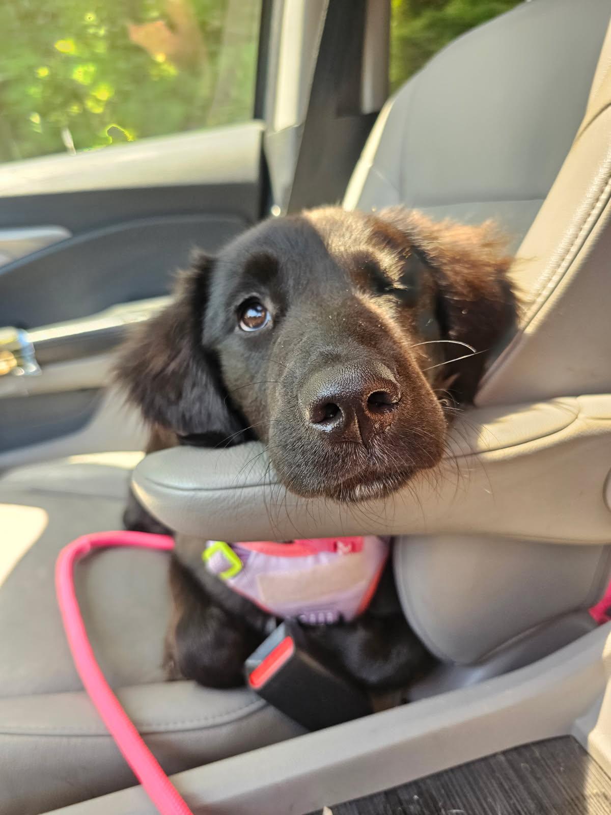 Kokua, a ADOPTABLE mixed breed in Chesapeake Beach, MD image 6/6