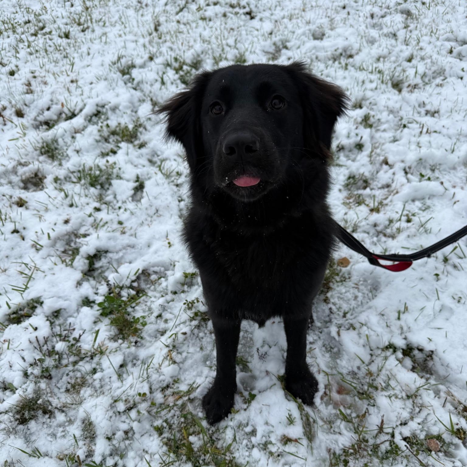 Enlarge Remi, a Adopted mixed breed in Chesapeake Beach, MD image 2/6