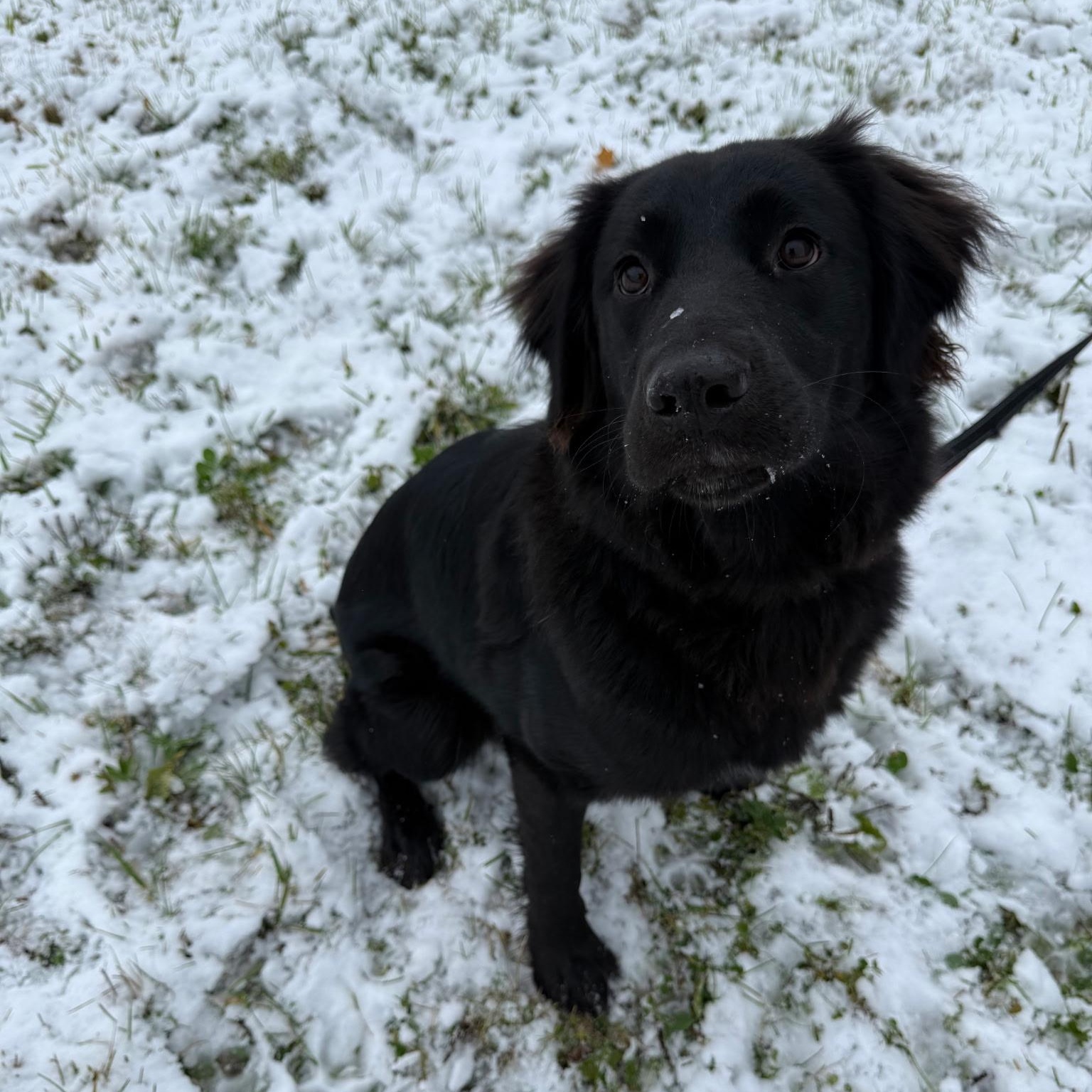 Enlarge Remi, a Adopted mixed breed in Chesapeake Beach, MD image 4/6