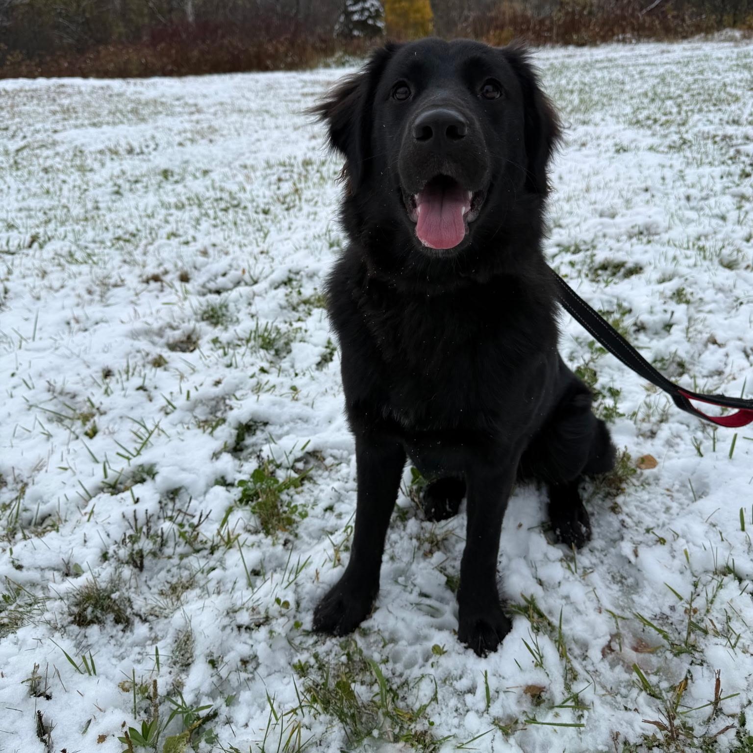 Enlarge Remi, a Adopted mixed breed in Chesapeake Beach, MD image 5/6