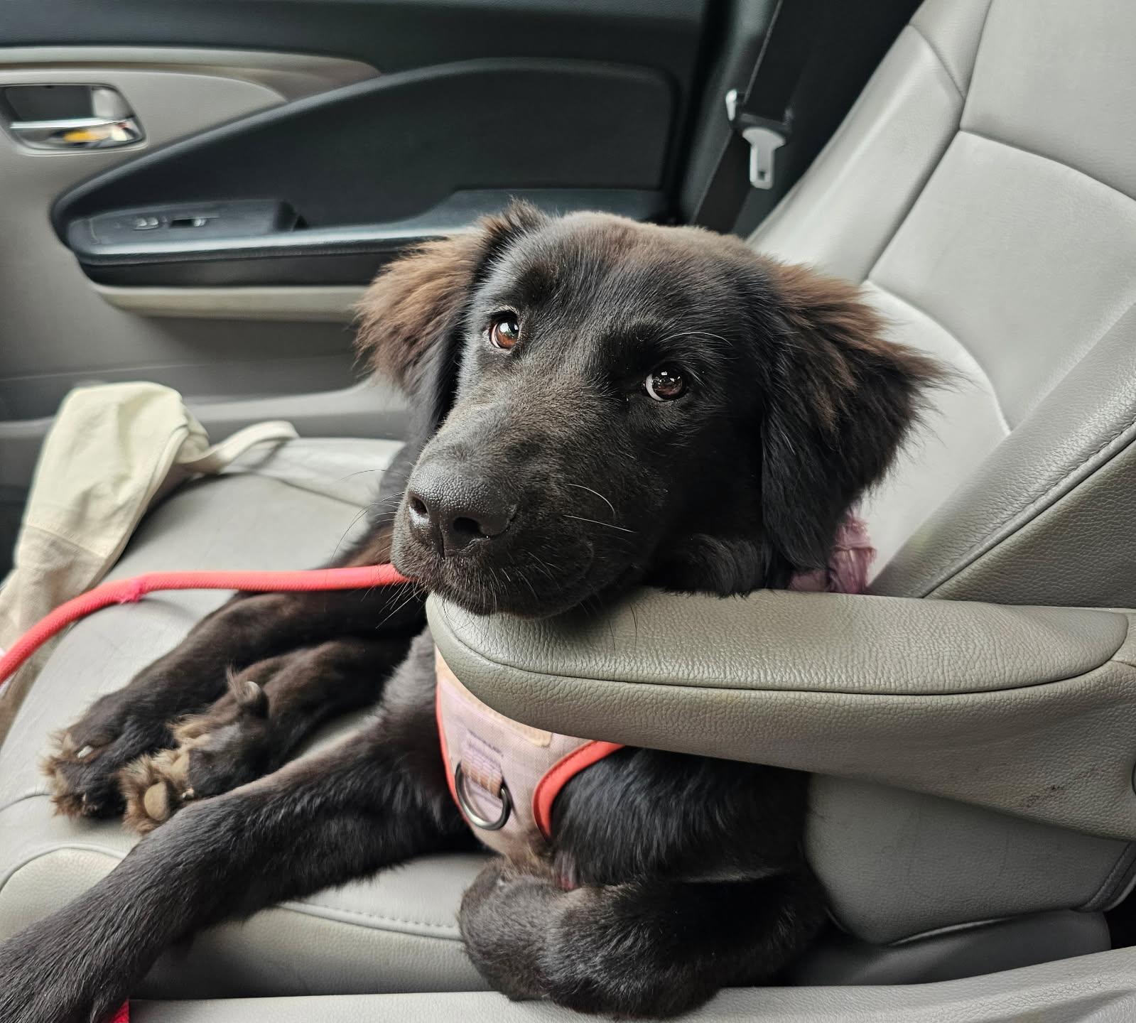 Kokua, a ADOPTABLE mixed breed in Chesapeake Beach, MD image 2/6