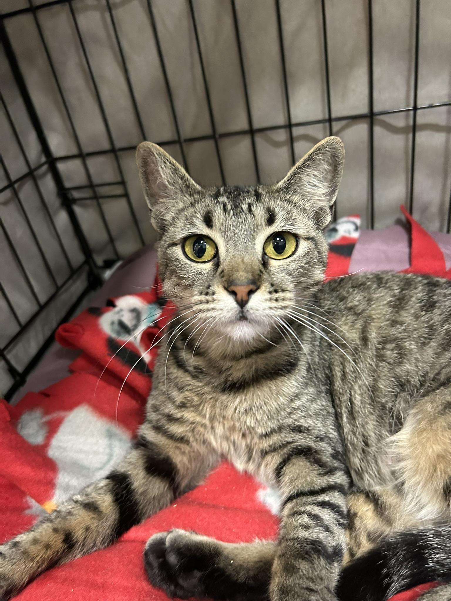 Moonshine, an adopted Domestic Short Hair in Mokena, IL image 2/5