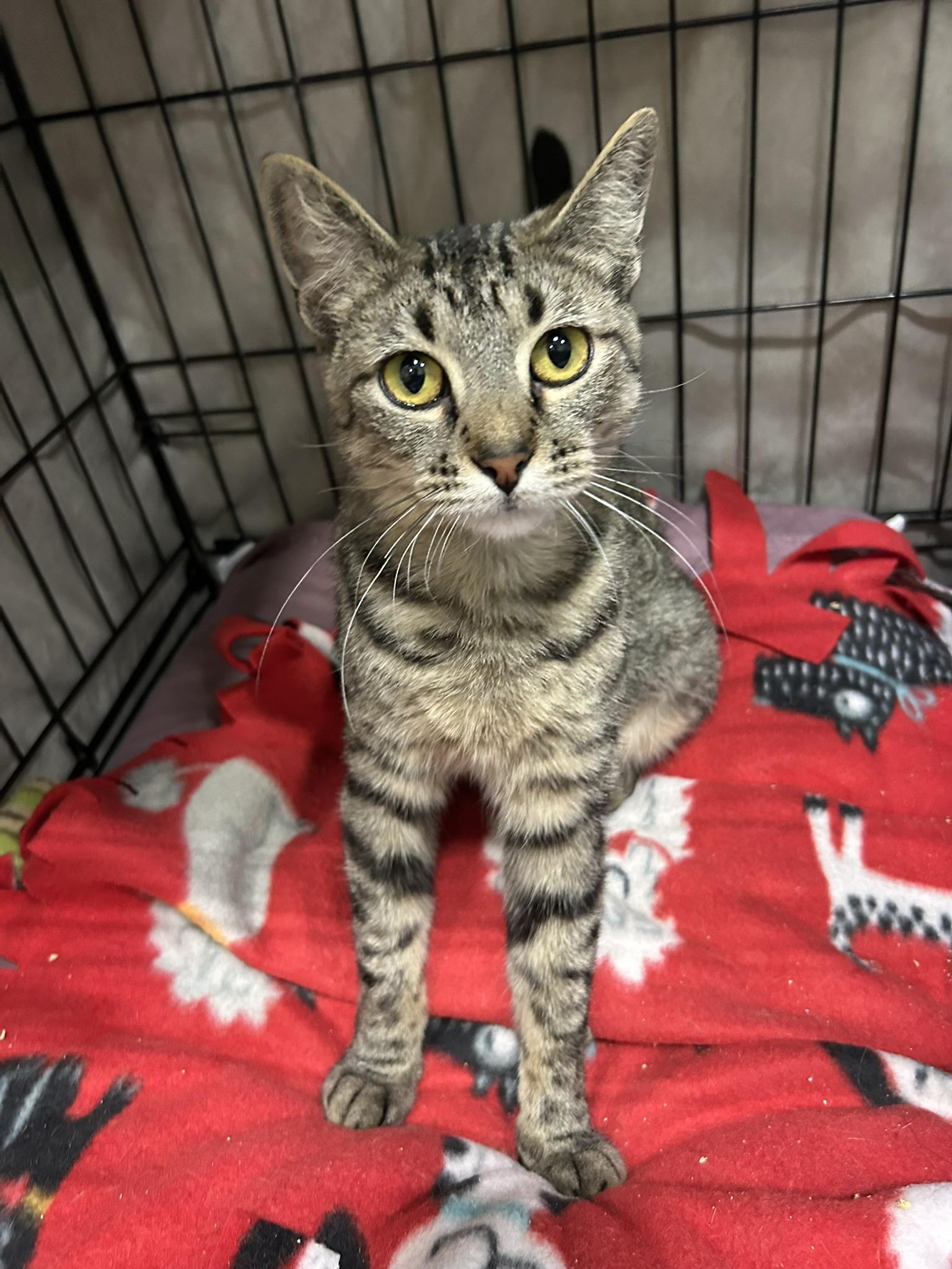 Moonshine, an adopted Domestic Short Hair in Mokena, IL image 5/5