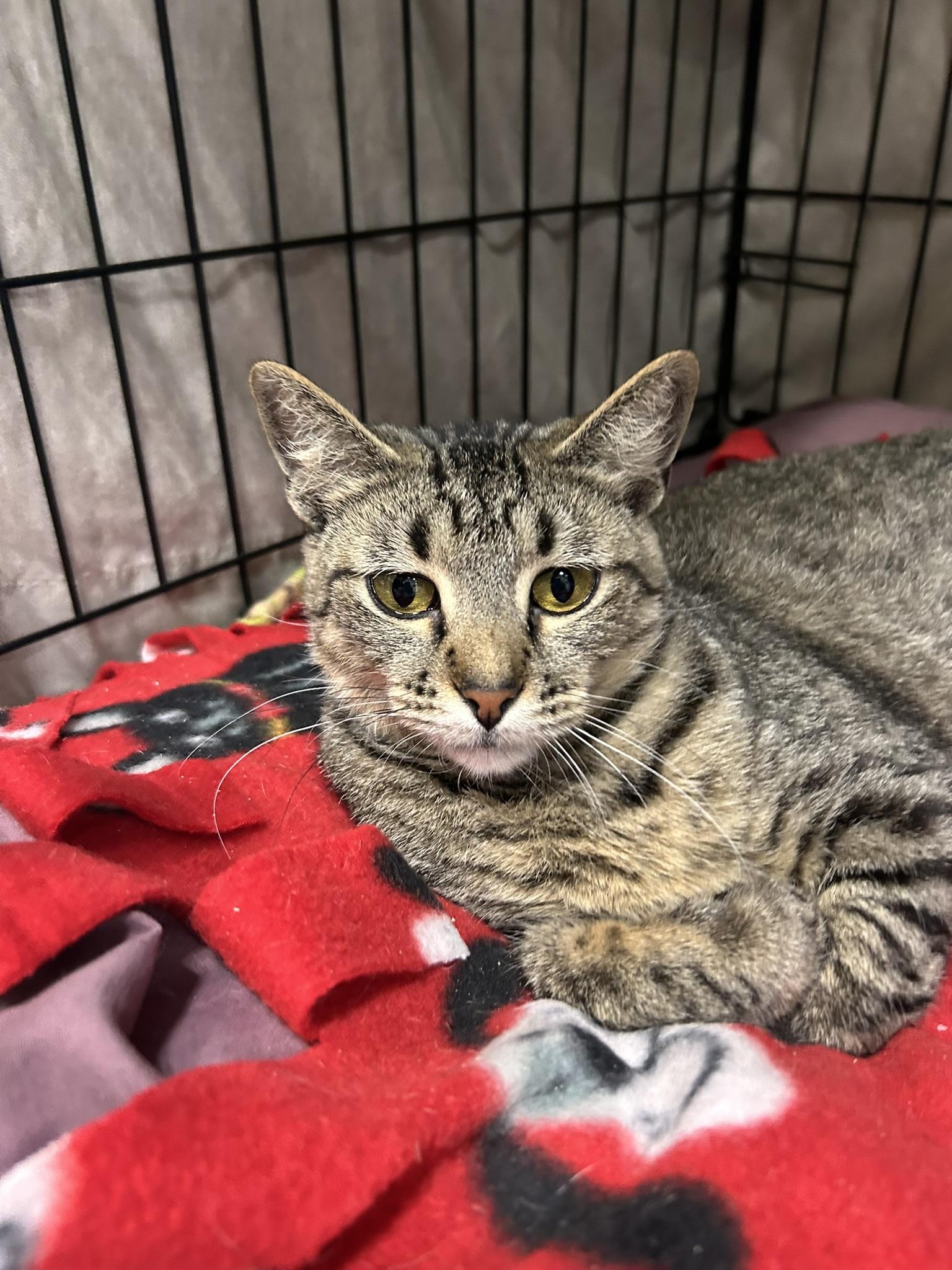 Moonshine, an adopted Domestic Short Hair in Mokena, IL image 3/5