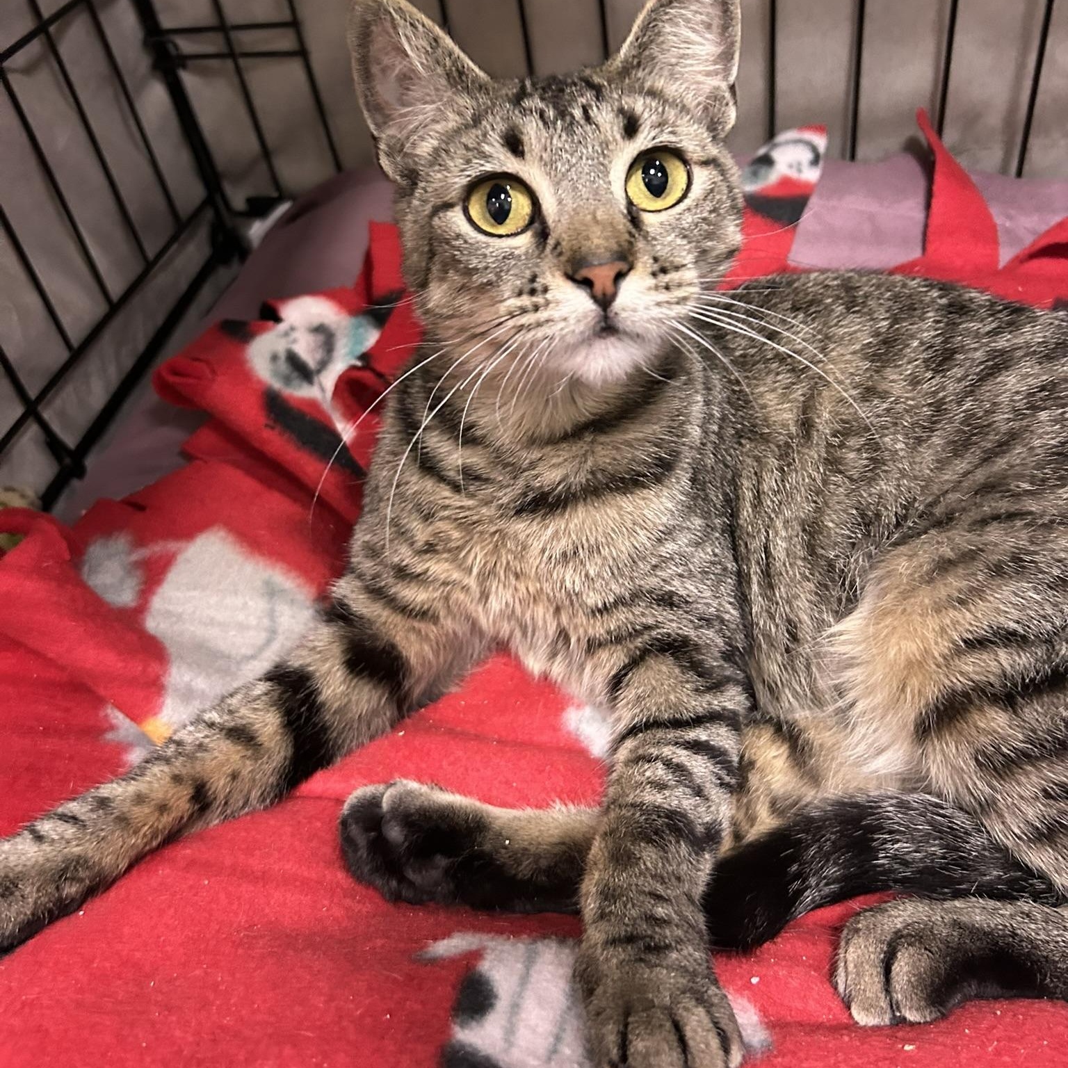 Moonshine, an adopted Domestic Short Hair in Mokena, IL image 1/5
