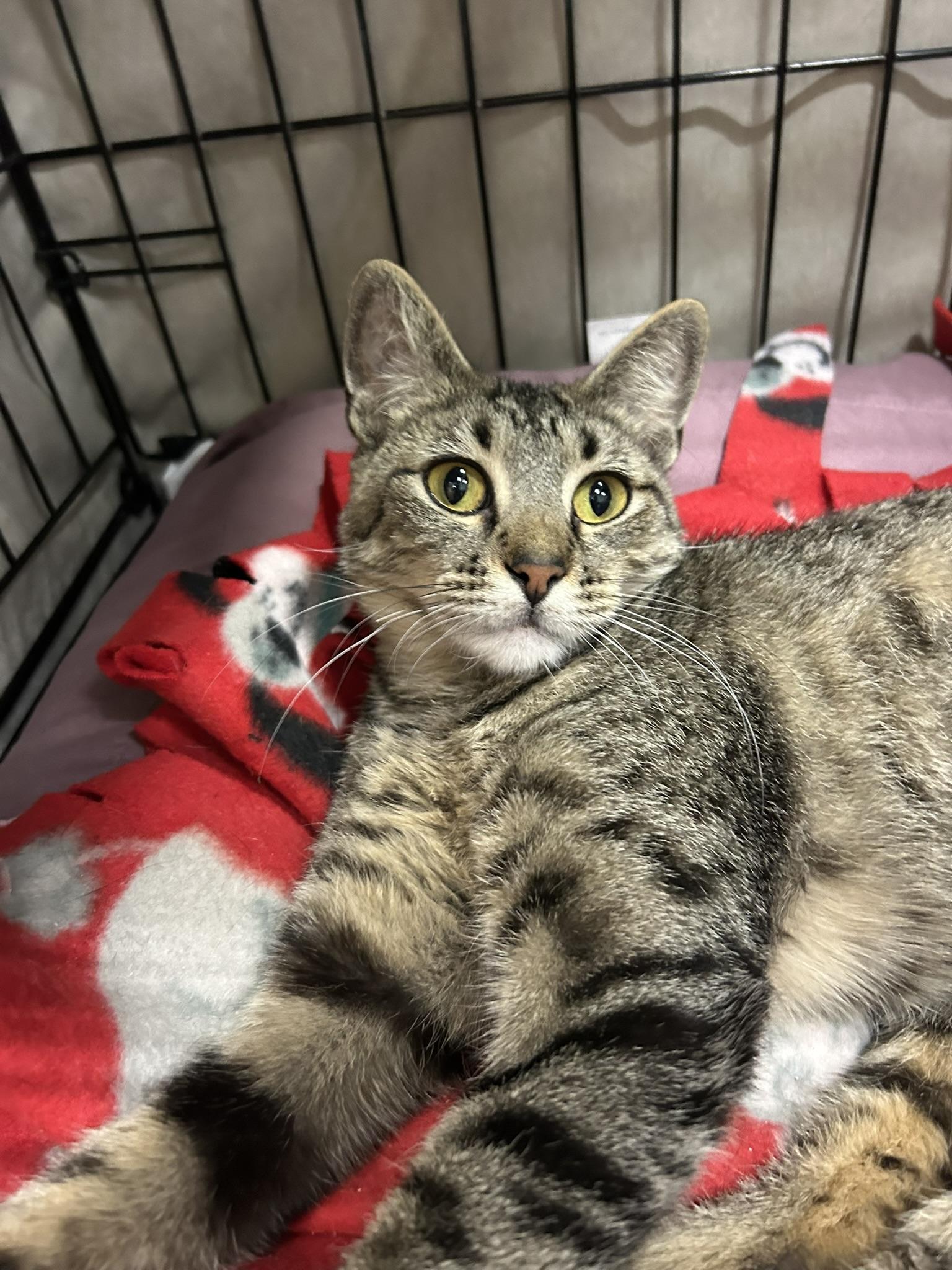 Moonshine, an adopted Domestic Short Hair in Mokena, IL image 4/5