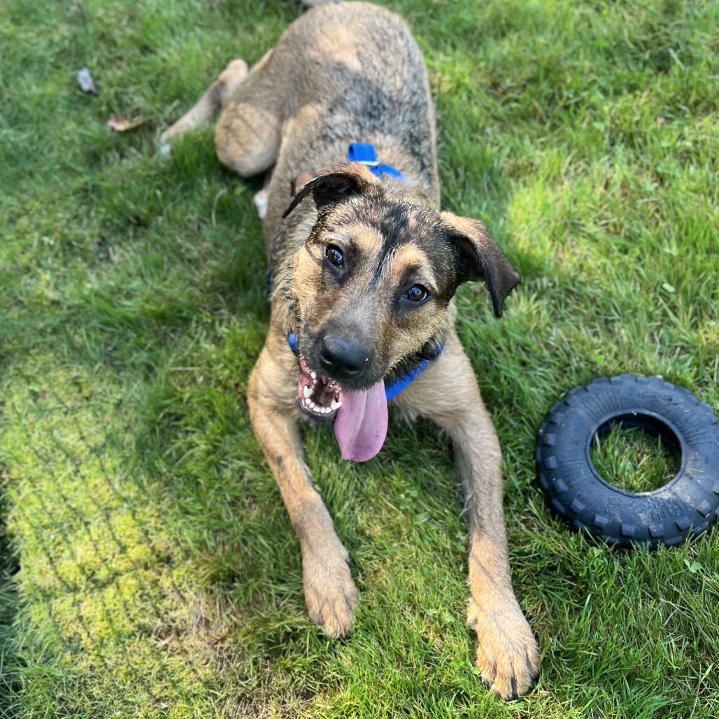 Enlarge Maggie, a Adoptable Mixed Breed in Wantagh, NY image 2/6