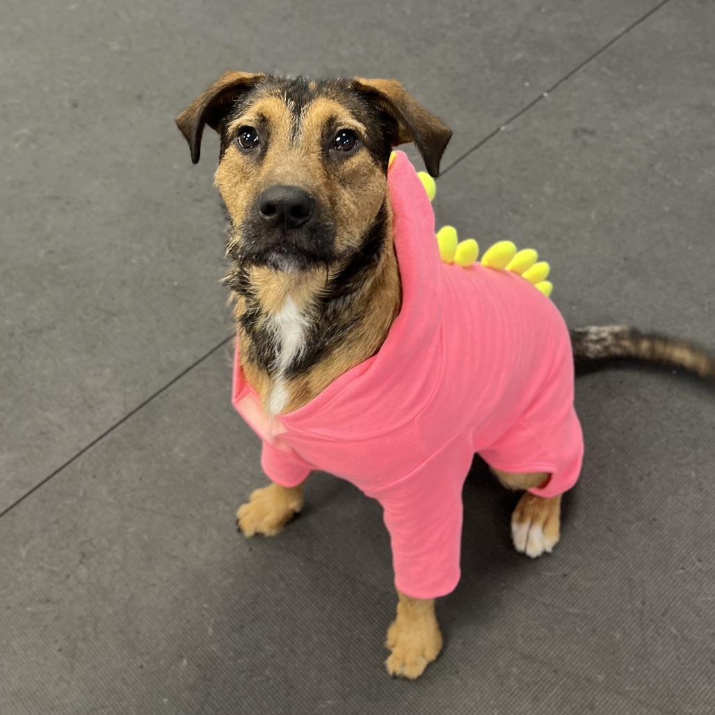 Enlarge Maggie, a Adoptable Mixed Breed in Wantagh, NY image 4/6