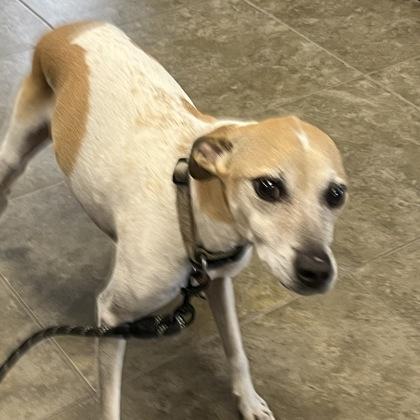 Enlarge Clarke, a Adoptable mixed breed in Dubuque, IA image 1/1