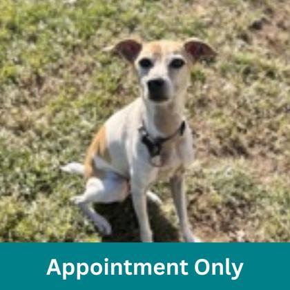 Clarke, Adoptable, Adult Male Mixed Breed.