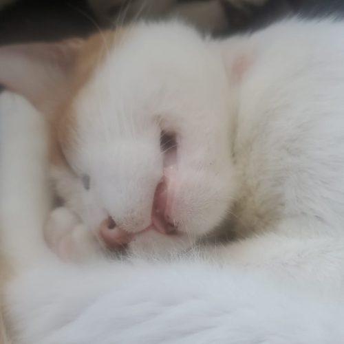 Enlarge Sunny Peace, a Adoptable Domestic Short Hair in Toronto, ON image 1/5