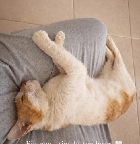 Enlarge Sunny Peace, a Adoptable Domestic Short Hair in Toronto, ON image 2/5