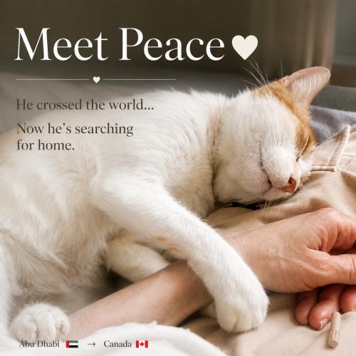 Enlarge Sunny Peace, a Adoptable Domestic Short Hair in Toronto, ON image 3/5