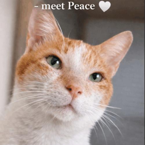 Enlarge Sunny Peace, a Adoptable Domestic Short Hair in Toronto, ON image 4/5