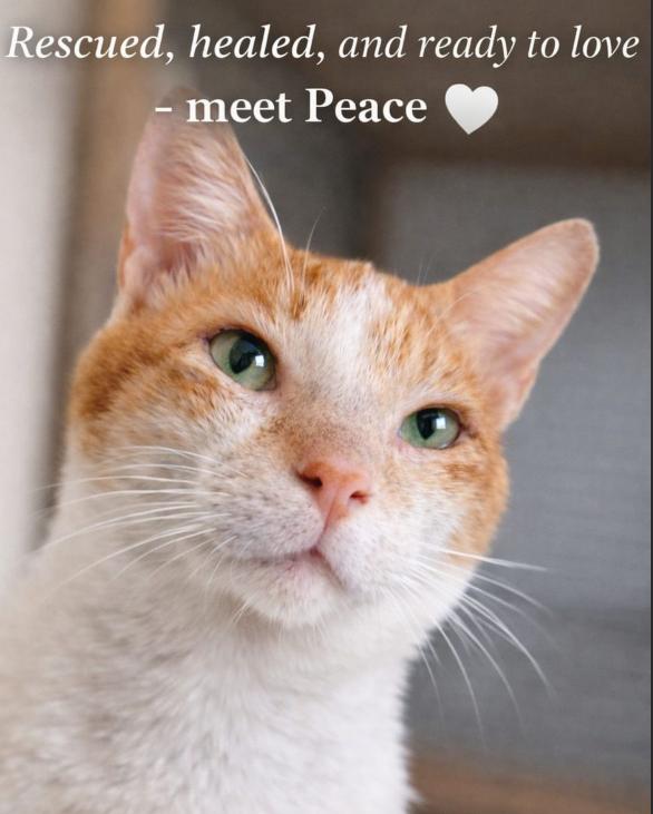 Enlarge Sunny Peace, a Adoptable Domestic Short Hair in Toronto, ON image 5/5