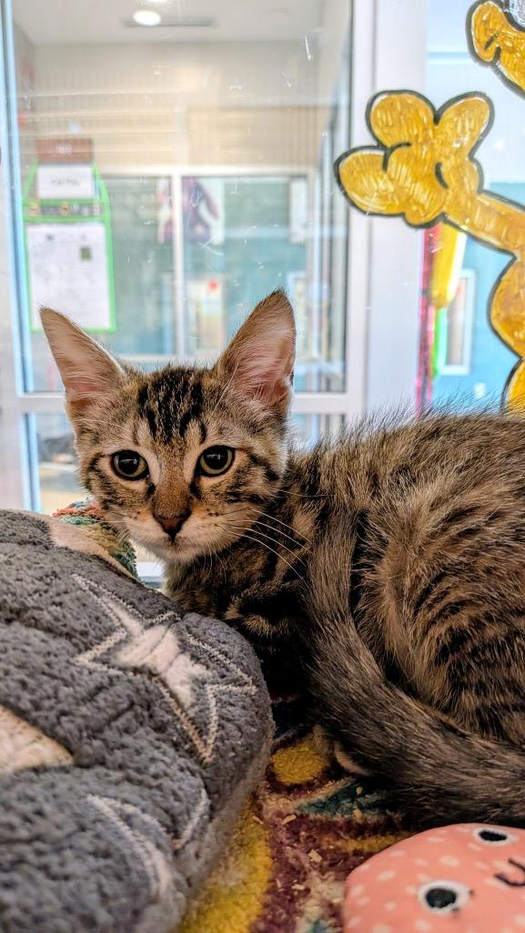 Stuella, Adoptable, Kitten Female Domestic Short Hair.