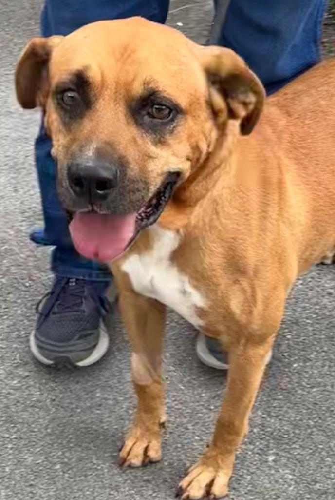 Enlarge RYDER, a Adoptable Shepherd in Elizabethton, TN image 1/4