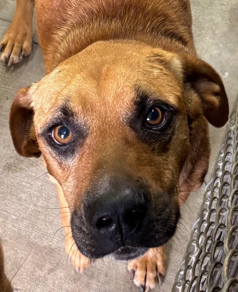 Enlarge RYDER, a Adoptable Shepherd in Elizabethton, TN image 3/4