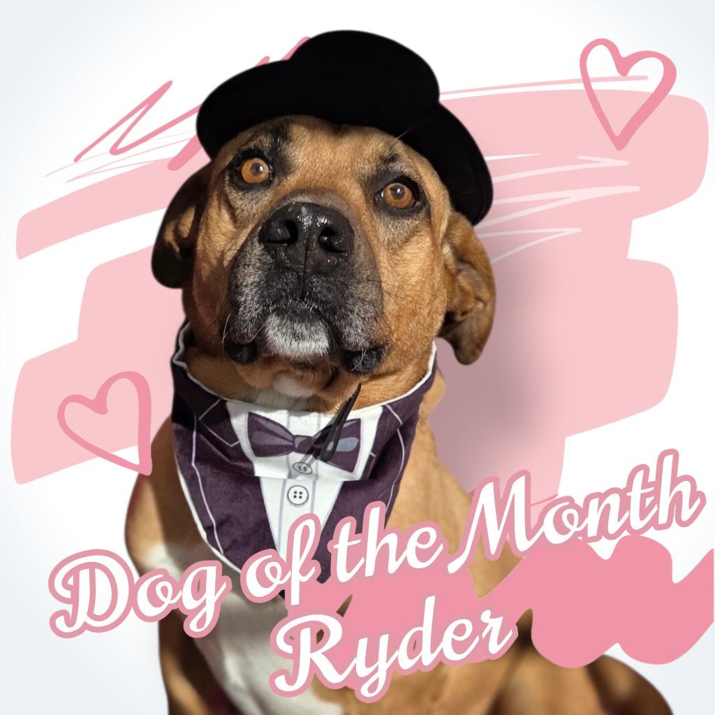 Enlarge RYDER, a Adoptable Shepherd in Elizabethton, TN image 4/5