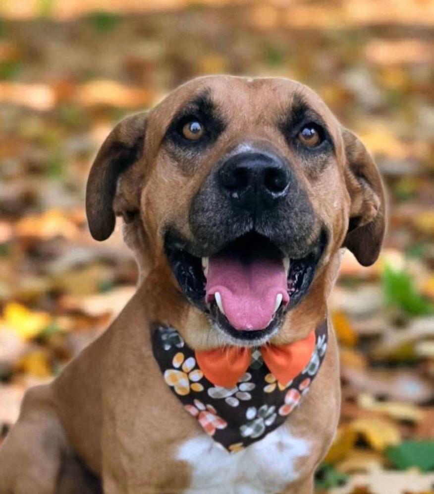 Enlarge RYDER, a Adoptable Shepherd in Elizabethton, TN image 5/5