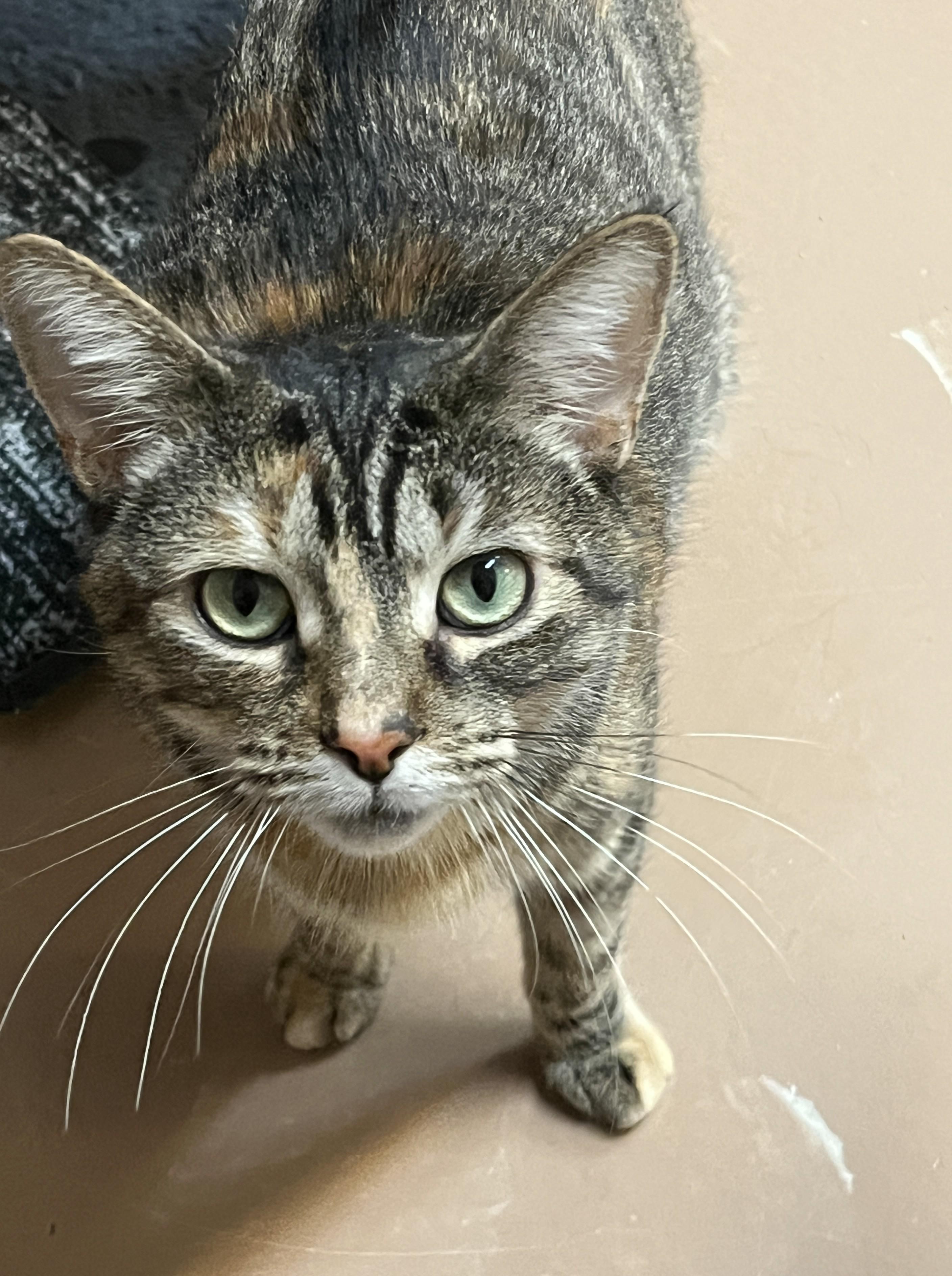 Enlarge HANNAH (CR/SC), a Adoptable Domestic Short Hair in Sainte-Angele-de-Monnoir, QC image 4/6