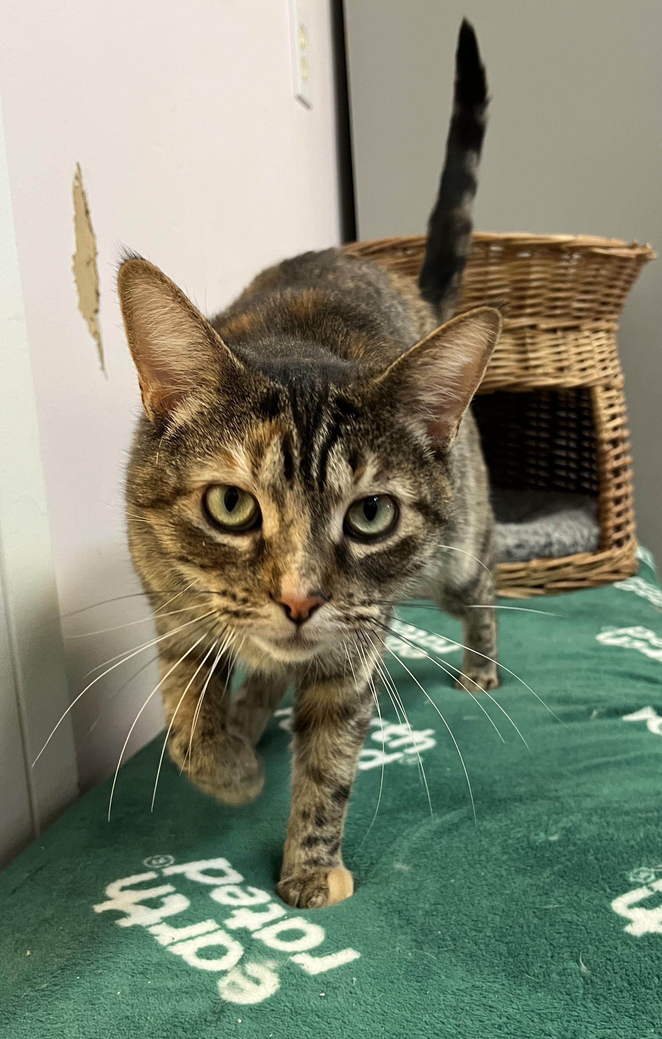 Enlarge HANNAH (CR/SC), a Adoptable Domestic Short Hair in Sainte-Angele-de-Monnoir, QC image 5/6