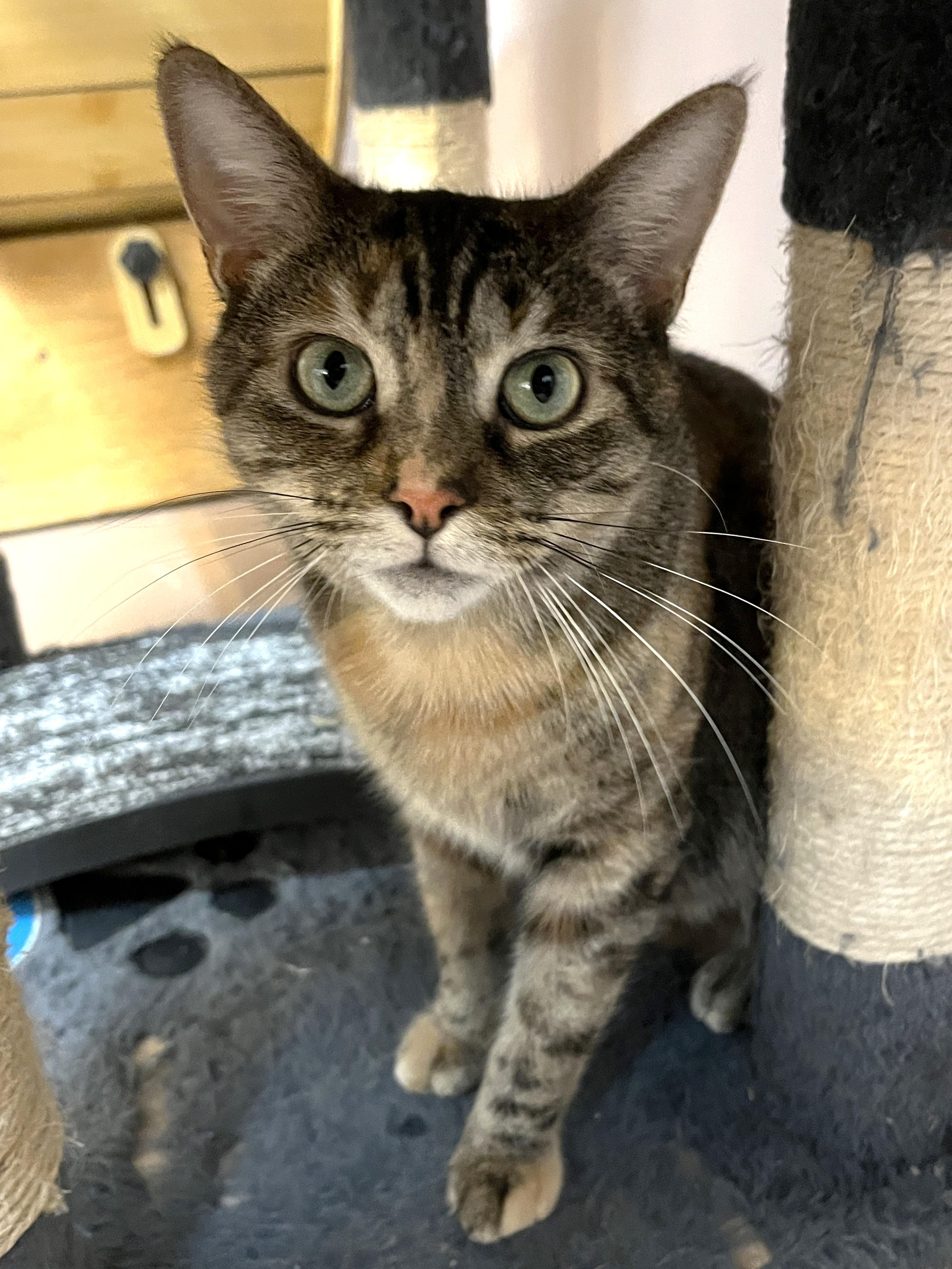 HANNAH (CR/SC), Adoptable, Adult Female Domestic Short Hair.