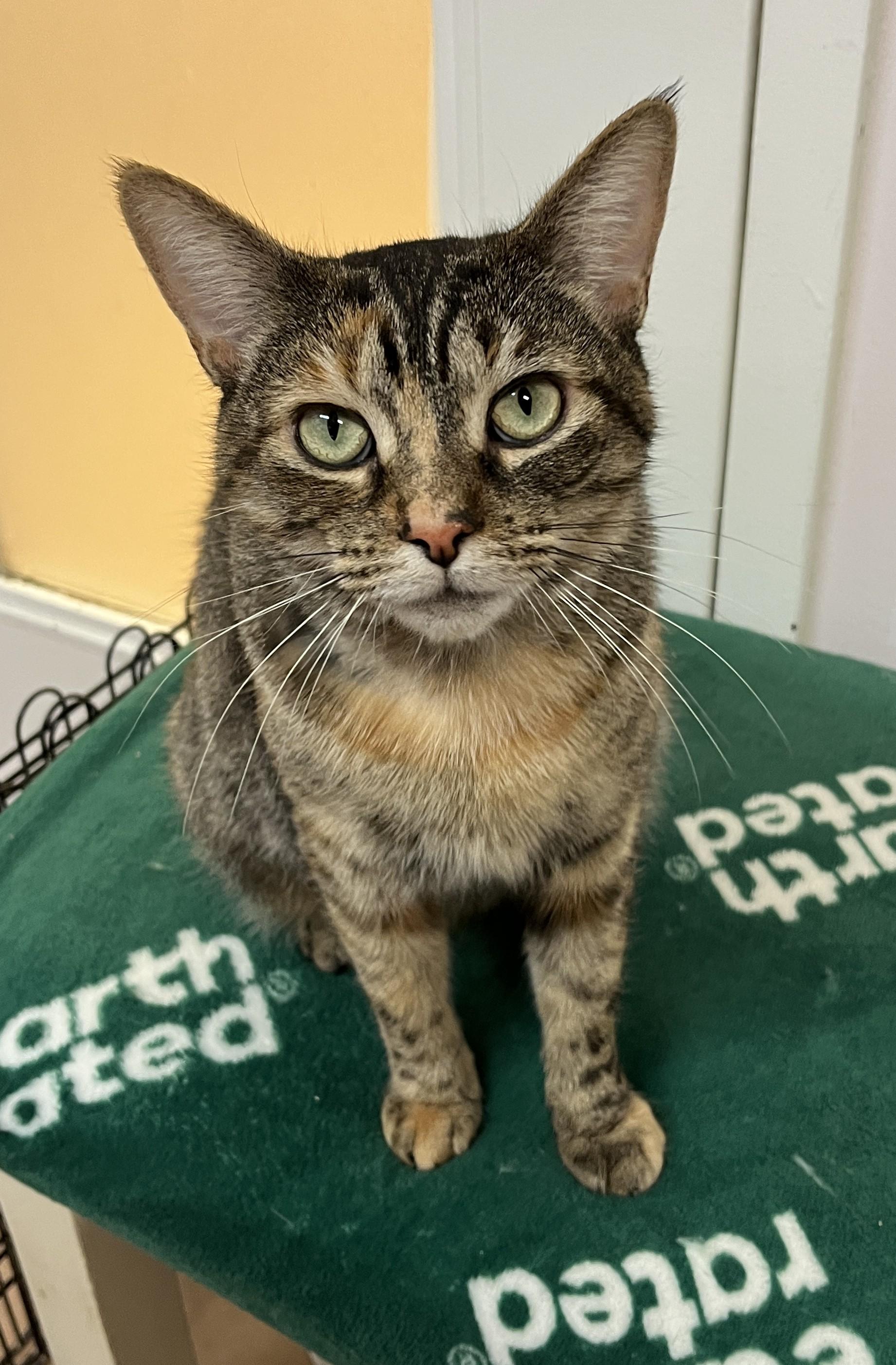 Enlarge HANNAH (CR/SC), a Adoptable Domestic Short Hair in Sainte-Angele-de-Monnoir, QC image 3/6