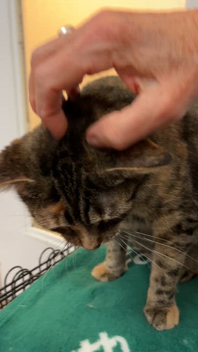 Enlarge HANNAH (CR/SC), a Adoptable Domestic Short Hair in Sainte-Angele-de-Monnoir, QC video 6/6