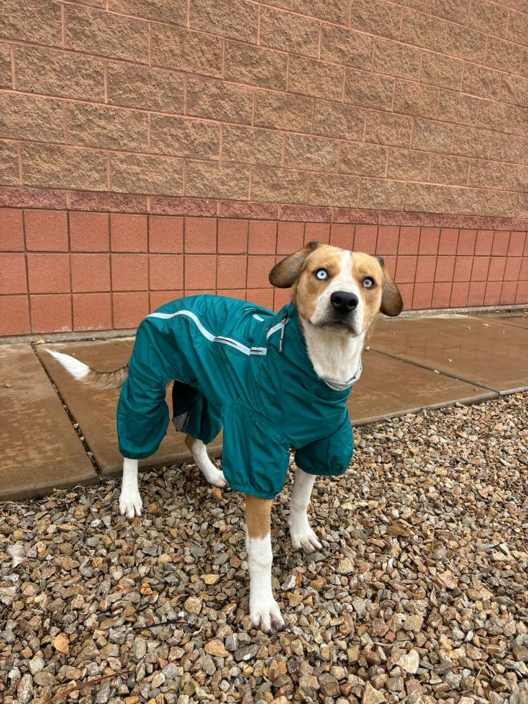 Enlarge Violet, an adopted Mixed Breed in Hurricane, UT image 4/5