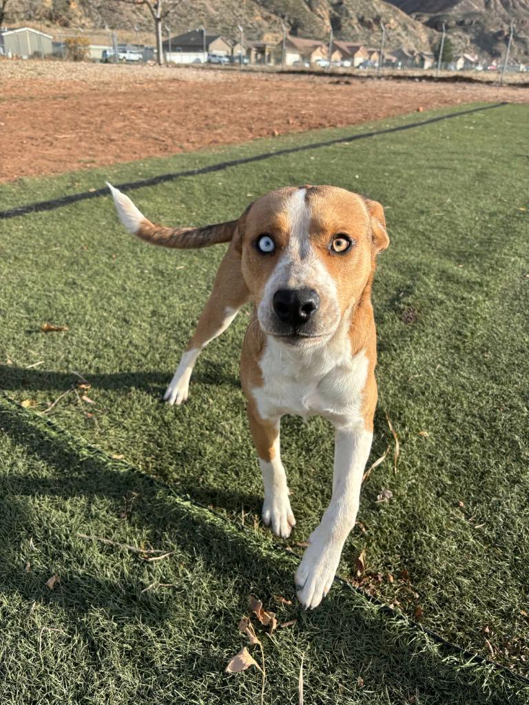 Enlarge Violet, an adopted Mixed Breed in Hurricane, UT image 3/5
