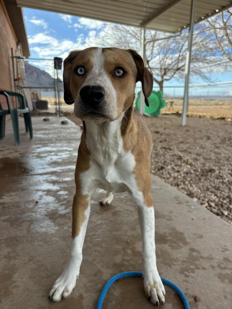 Violet, ADOPTABLE, Young Female Mixed Breed.