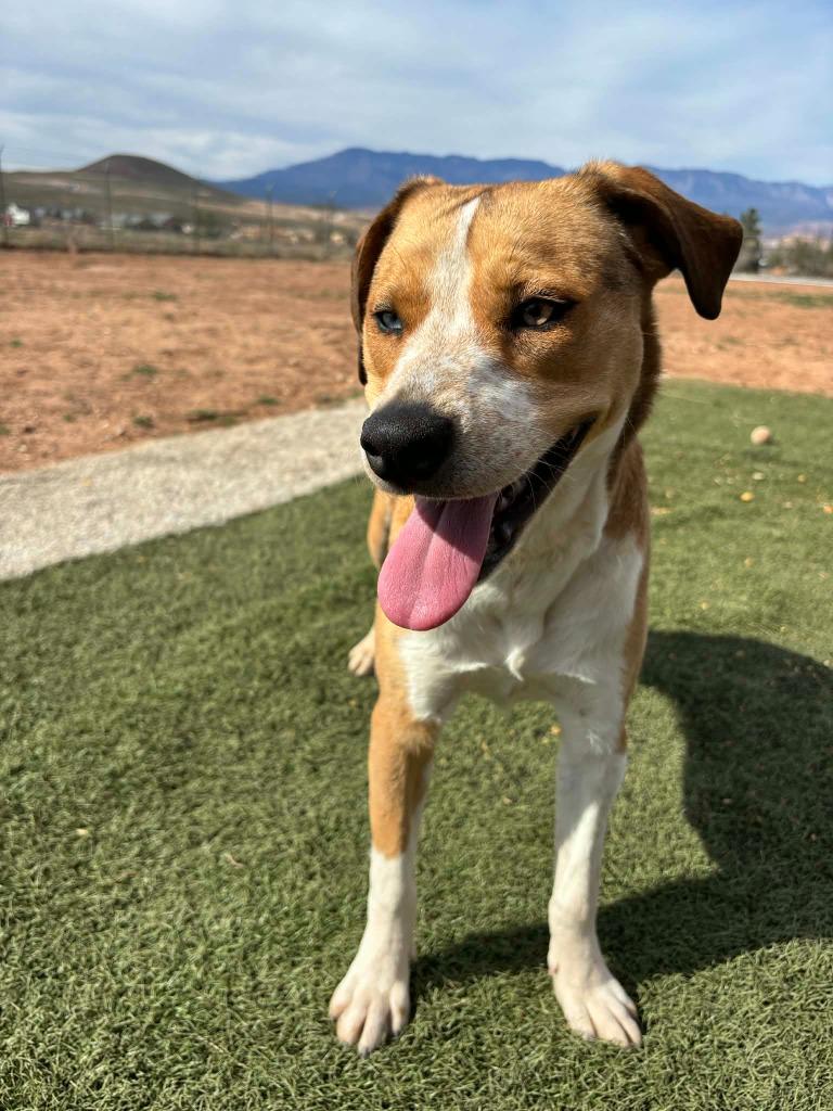 Enlarge Violet, an adopted Mixed Breed in Hurricane, UT image 1/5