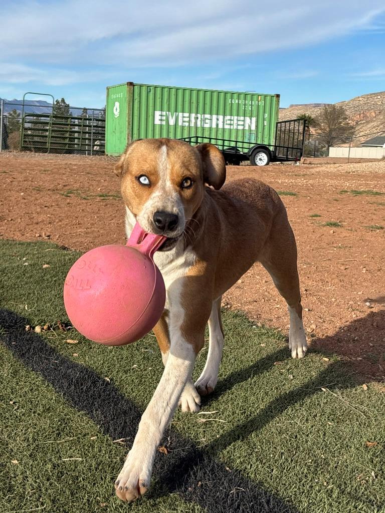 Enlarge Violet, an adopted Mixed Breed in Hurricane, UT image 2/5