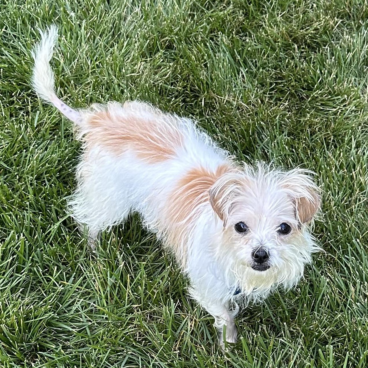 Zip, ADOPTABLE, Adult Female Maltese & Terrier.