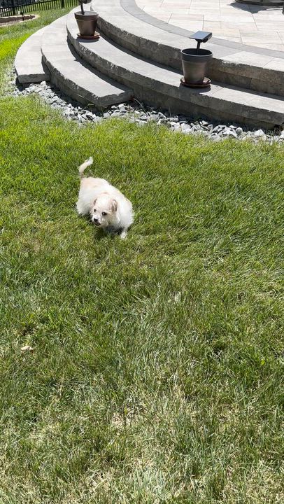 Enlarge Zip, a ADOPTABLE mixed breed in Midlothian, VA video 6/6