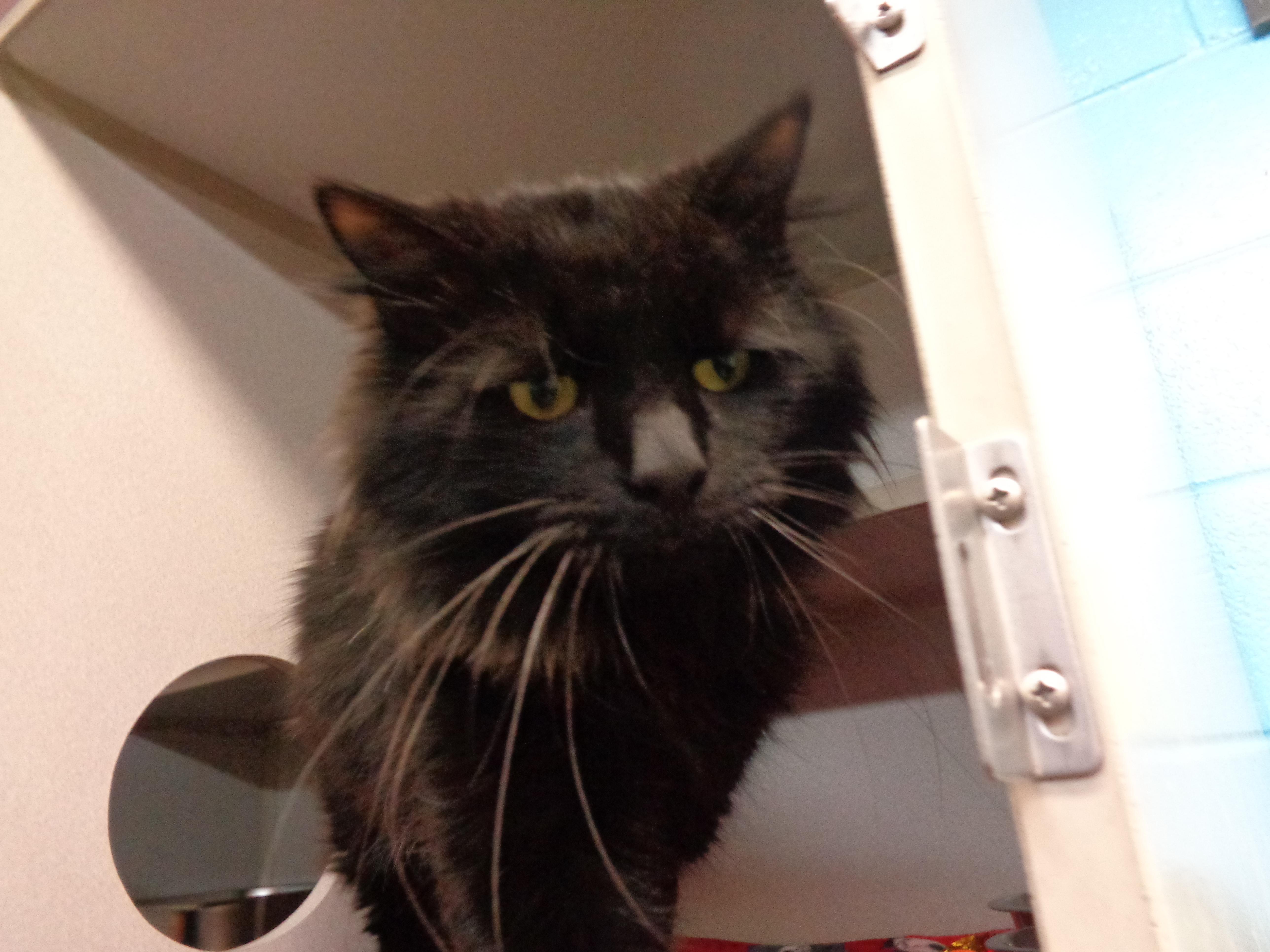 DUSTY MILLER, a ADOPTABLE Domestic Long Hair in Delhi, NY image 3/6