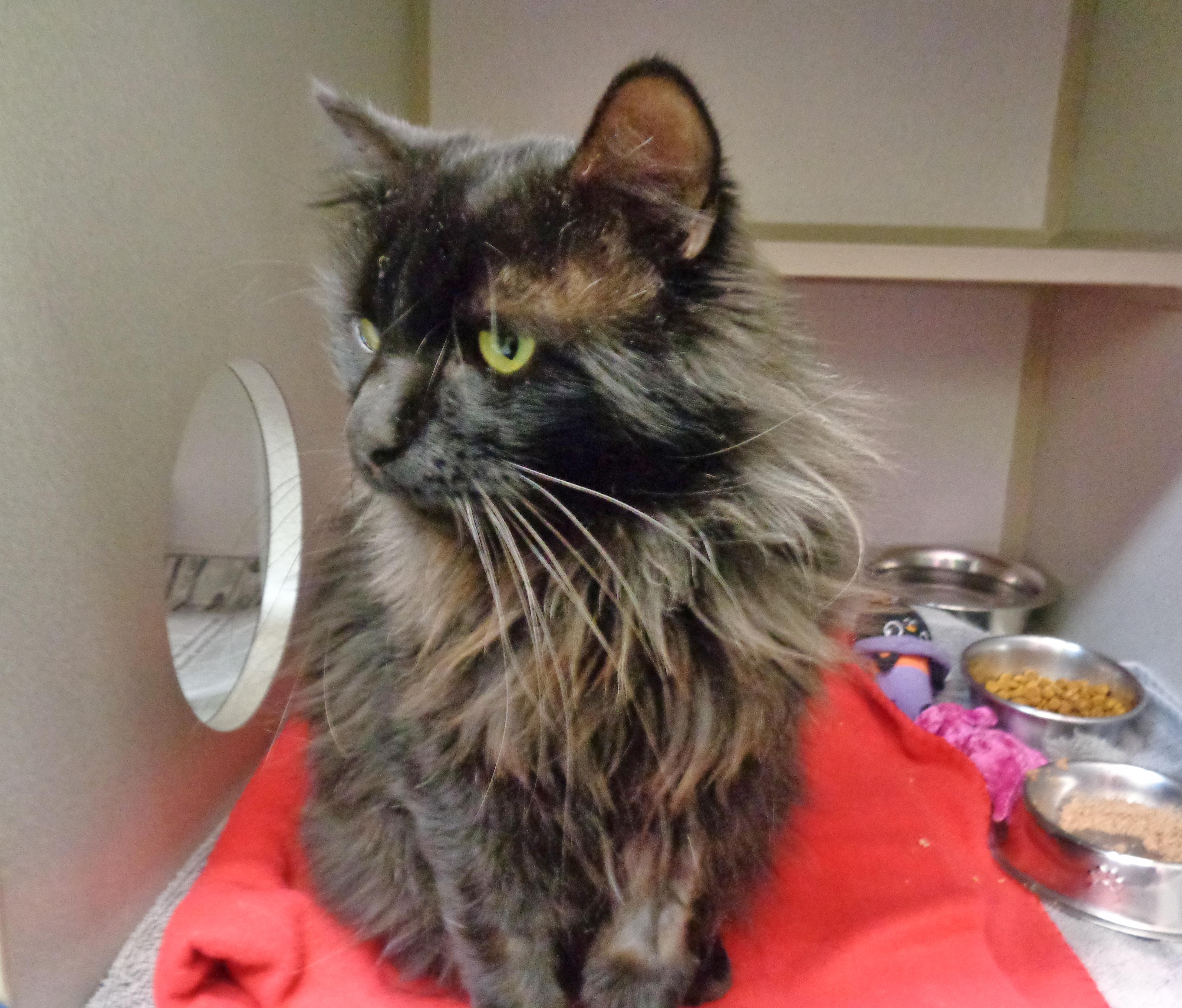 DUSTY MILLER, a ADOPTABLE Domestic Long Hair in Delhi, NY image 4/6