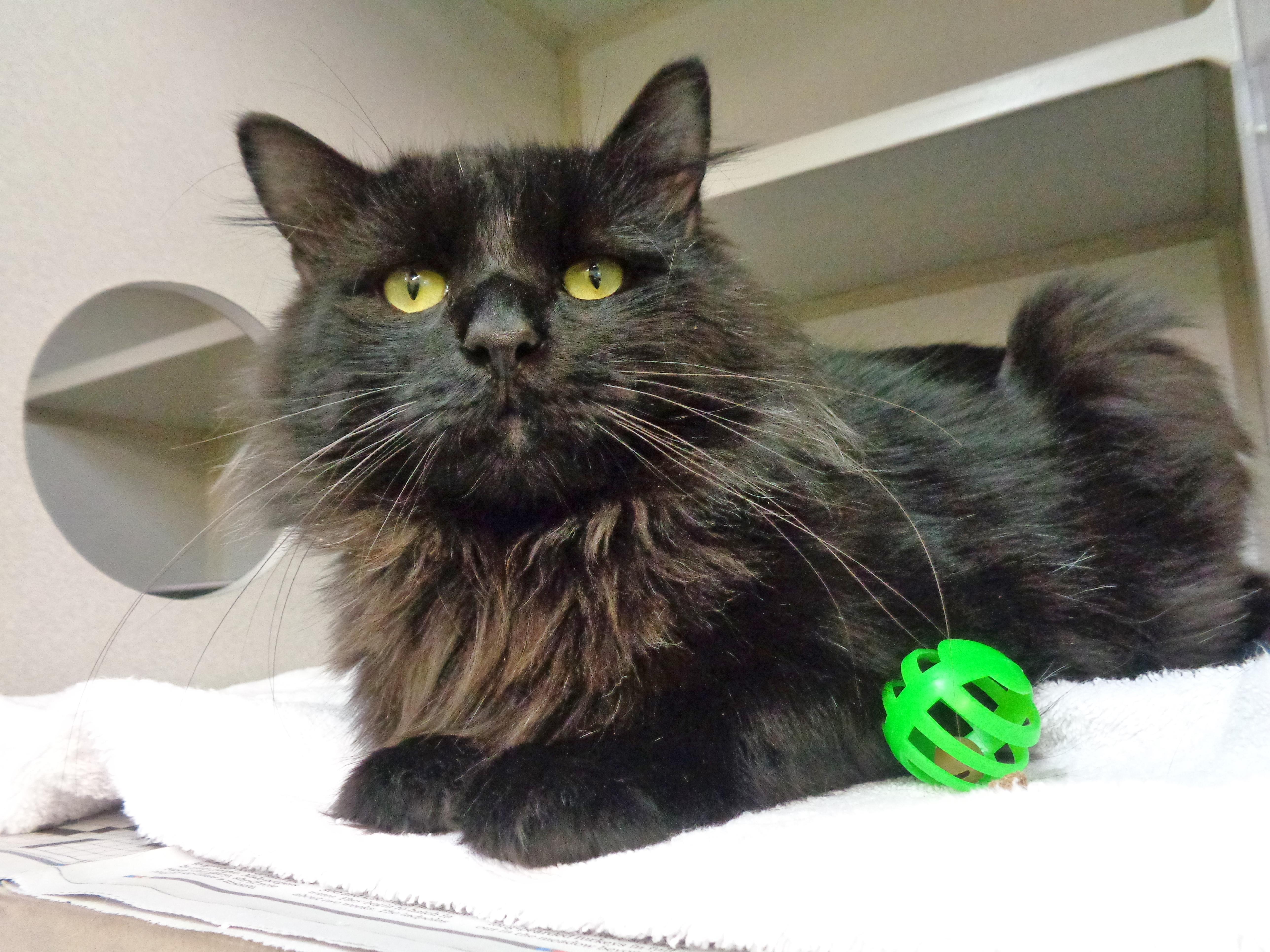 DUSTY MILLER, a ADOPTABLE Domestic Long Hair in Delhi, NY image 1/6