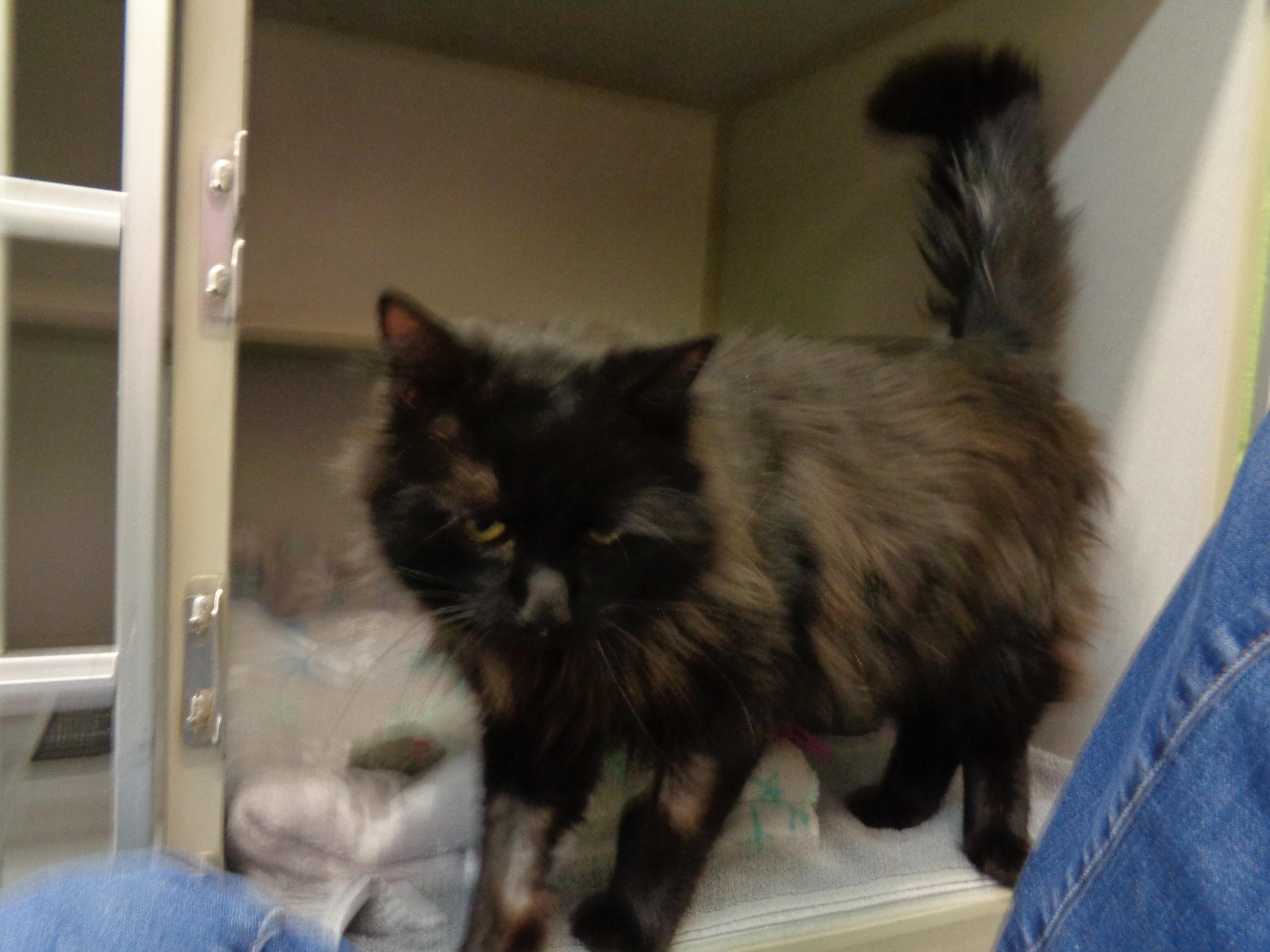 DUSTY MILLER, a ADOPTABLE Domestic Long Hair in Delhi, NY image 6/6