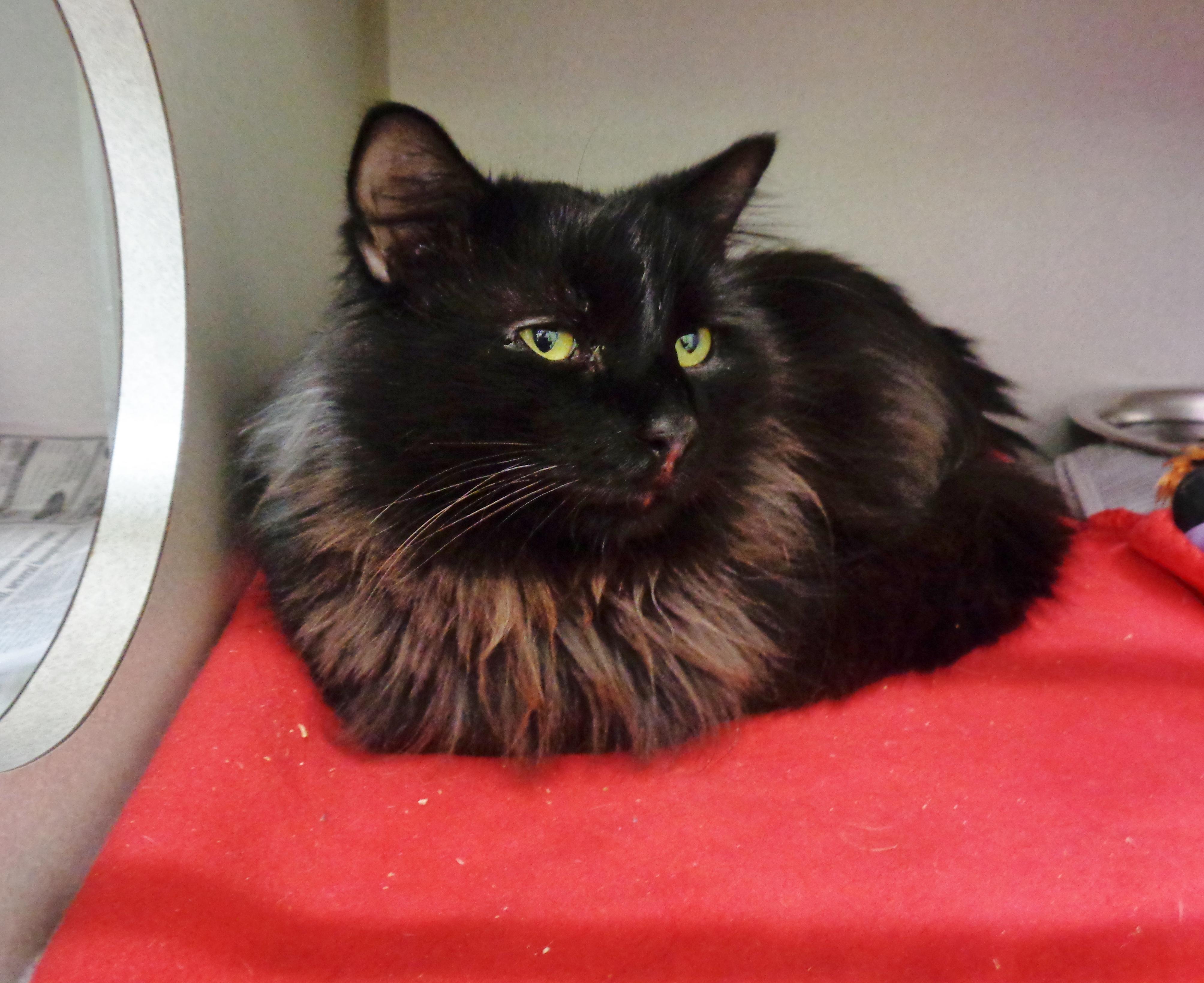 DUSTY MILLER, a ADOPTABLE Domestic Long Hair in Delhi, NY image 5/6