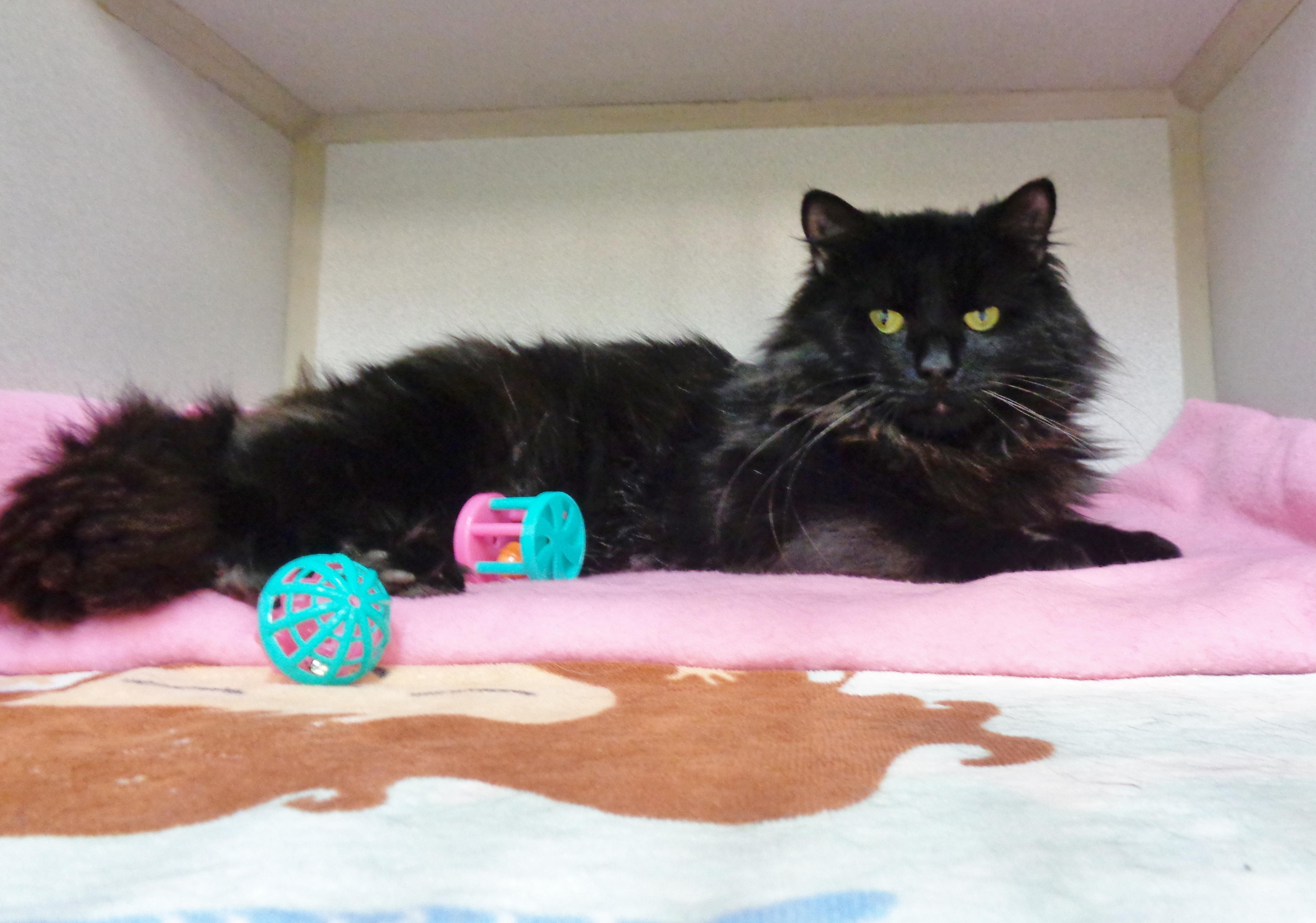 DUSTY MILLER, a ADOPTABLE Domestic Long Hair in Delhi, NY image 2/6